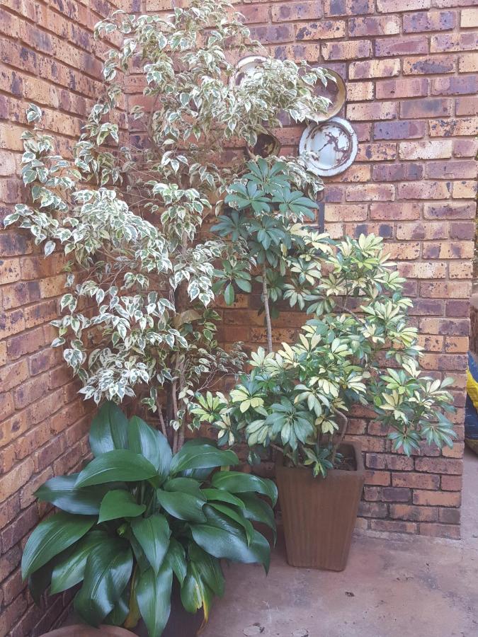 Grace Place Bnb Pretoria Bed and Breakfast Εξωτερικό φωτογραφία
